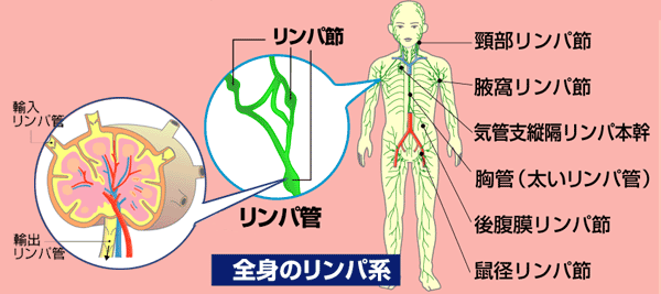 全身のリンパ系