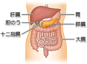 膵臓の構造