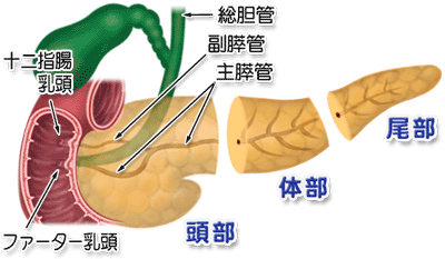膵臓の構造
