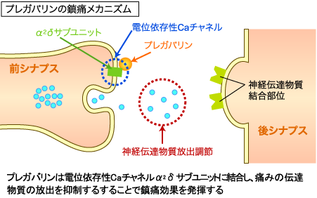 プレガバリンの鎮痛メカニズム