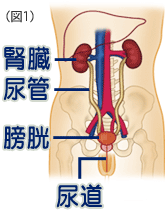 腎不全と尿毒症