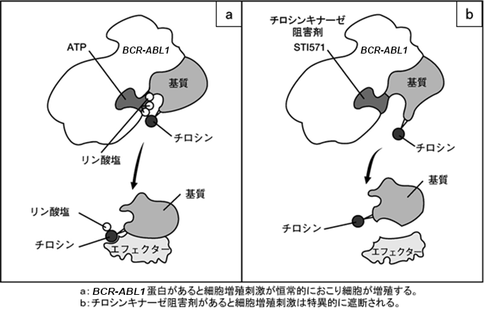 慢性骨髄性白血病の分子標的療法