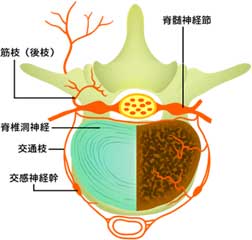 椎間板断面