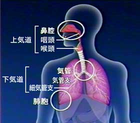 上気道