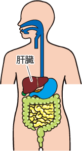 肝臓