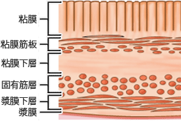腸壁