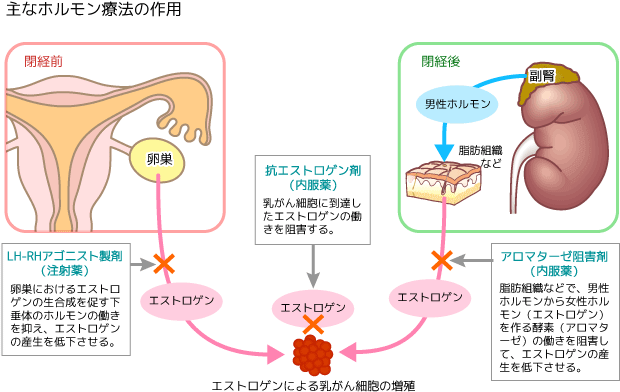 主なホルモン療法の作用