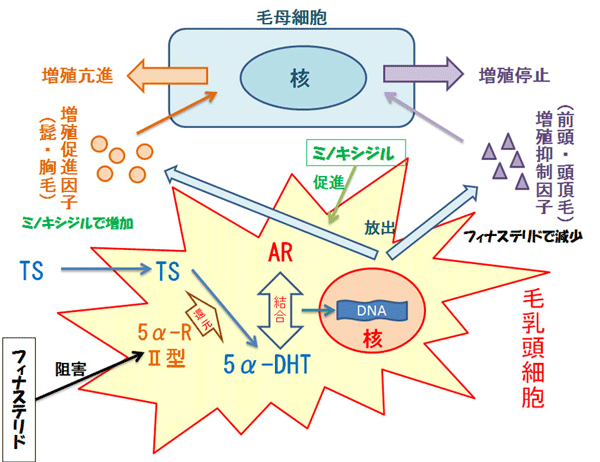毛根における男性ホルモン作用の仕組みと主な育毛薬の働く原理