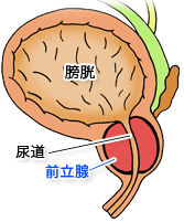 前立腺