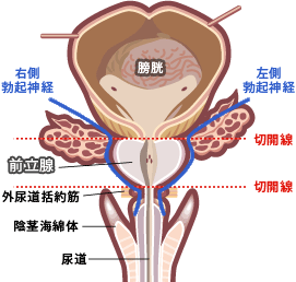 膀胱・前立腺・尿道の解剖図