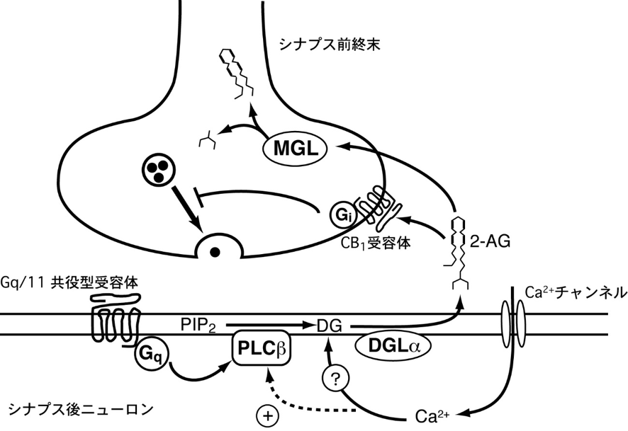 脳内麻薬、エンドカンナビノイド（内因性カンナビノイド）（2‐AG）による逆行性シナプス伝達抑制
